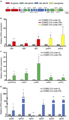 Far-red light photoacclimation in a desert Chroococcidiopsis strain with a reduced FaRLiP gene cluster and expression of its chlorophyll f synthase in space-resistant isolates